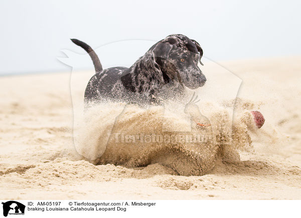 bremsender Louisiana Catahoula Leopard Dog / braking Louisiana Catahoula Leopard Dog / AM-05197