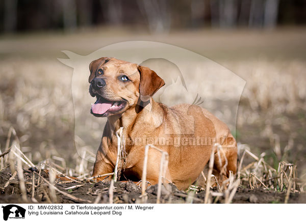 liegender Louisiana Catahoula Leopard Dog / lying Louisiana Catahoula Leopard Dog / MW-02832