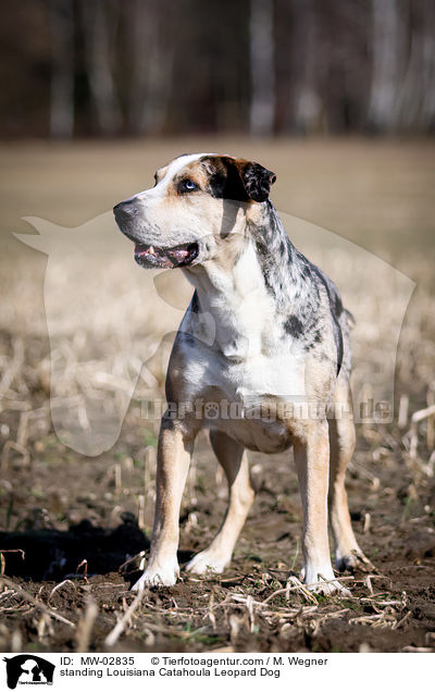 stehender Louisiana Catahoula Leopard Dog / standing Louisiana Catahoula Leopard Dog / MW-02835