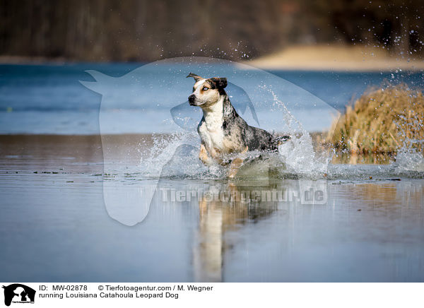 rennender Louisiana Catahoula Leopard Dog / running Louisiana Catahoula Leopard Dog / MW-02878