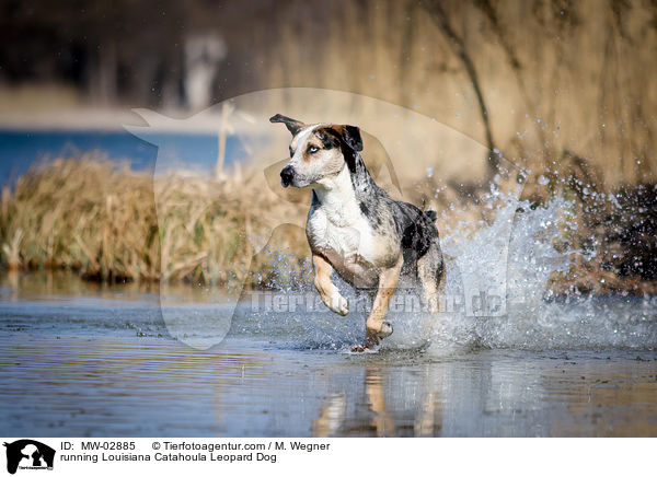 rennender Louisiana Catahoula Leopard Dog / running Louisiana Catahoula Leopard Dog / MW-02885