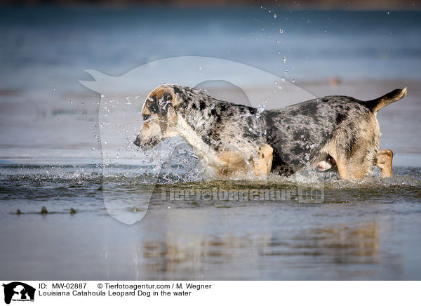 Louisiana Catahoula Leopard Dog in the water / MW-02887