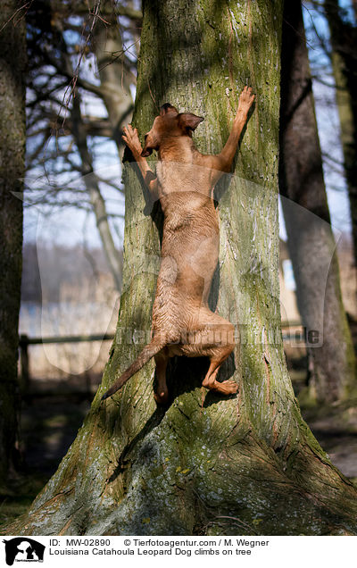 Louisiana Catahoula Leopard Dog climbs on tree / MW-02890