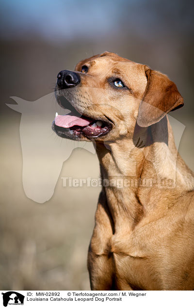 Louisiana Catahoula Leopard Dog Portrait / Louisiana Catahoula Leopard Dog Portrait / MW-02892