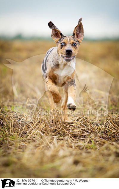 rennender Louisiana Catahoula Leopard Dog / running Louisiana Catahoula Leopard Dog / MW-06701