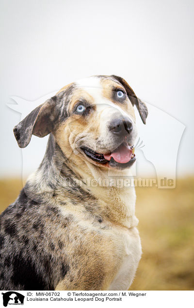 Louisiana Catahoula Leopard Dog Portrait / Louisiana Catahoula Leopard Dog Portrait / MW-06702