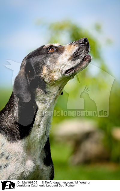 Louisiana Catahoula Leopard Dog Portrait / Louisiana Catahoula Leopard Dog Portrait / MW-06705