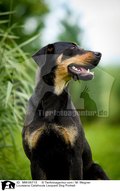 Louisiana Catahoula Leopard Dog Portrait / Louisiana Catahoula Leopard Dog Portrait / MW-06715