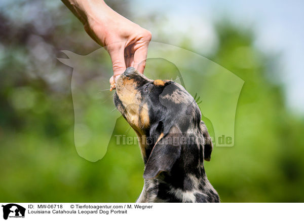 Louisiana Catahoula Leopard Dog Portrait / Louisiana Catahoula Leopard Dog Portrait / MW-06718