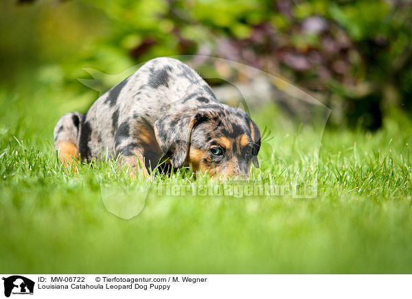 Louisiana Catahoula Leopard Dog Welpe / Louisiana Catahoula Leopard Dog Puppy / MW-06722