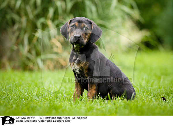 sitzender Louisiana Catahoula Leopard Dog / sitting Louisiana Catahoula Leopard Dog / MW-06741