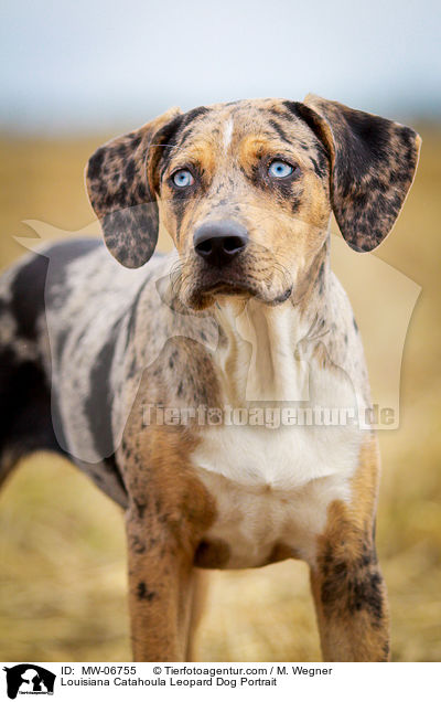 Louisiana Catahoula Leopard Dog Portrait / Louisiana Catahoula Leopard Dog Portrait / MW-06755