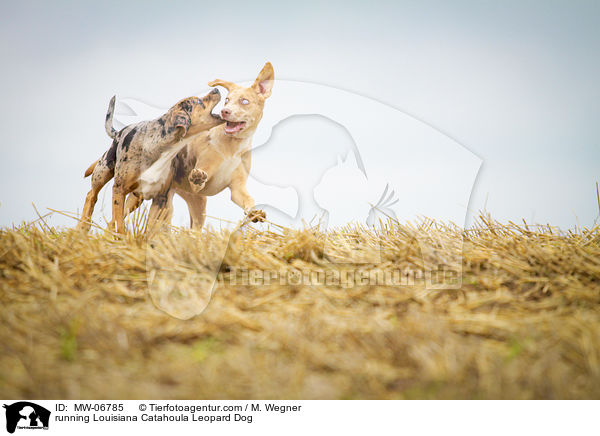 rennender Louisiana Catahoula Leopard Dog / running Louisiana Catahoula Leopard Dog / MW-06785