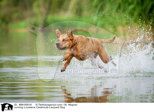 rennender Louisiana Catahoula Leopard Dog / running Louisiana Catahoula Leopard Dog / MW-06816