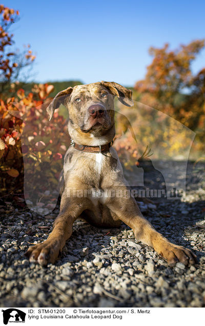 liegender Louisiana Catahoula Leopard Dog / lying Louisiana Catahoula Leopard Dog / STM-01200