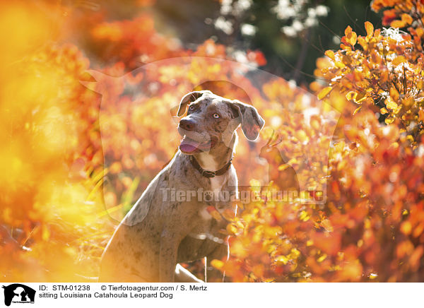 sitzender Louisiana Catahoula Leopard Dog / sitting Louisiana Catahoula Leopard Dog / STM-01238