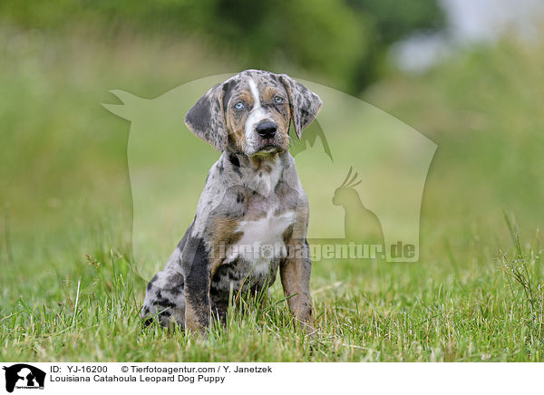 Louisiana Catahoula Leopard Dog Welpe / Louisiana Catahoula Leopard Dog Puppy / YJ-16200