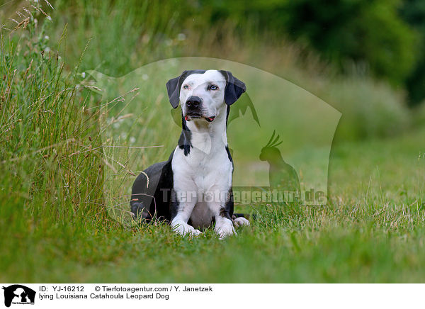 liegender Louisiana Catahoula Leopard Dog / lying Louisiana Catahoula Leopard Dog / YJ-16212