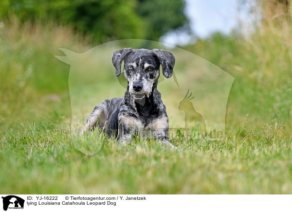 liegender Louisiana Catahoula Leopard Dog / lying Louisiana Catahoula Leopard Dog / YJ-16222