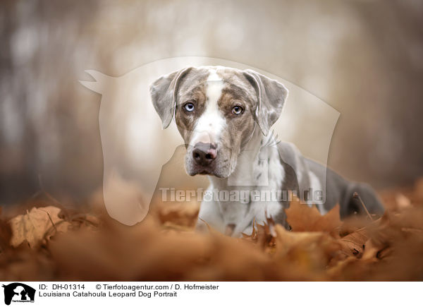 Louisiana Catahoula Leopard Dog Portrait / Louisiana Catahoula Leopard Dog Portrait / DH-01314