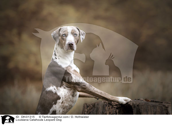 Louisiana Catahoula Leopard Dog / Louisiana Catahoula Leopard Dog / DH-01315