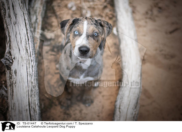 Louisiana Catahoula Leopard Dog Welpe / Louisiana Catahoula Leopard Dog Puppy / TS-01447