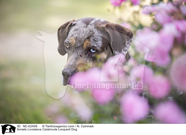 Louisiana Catahoula Leopard Dog Hndin / female Louisiana Catahoula Leopard Dog / NC-02406