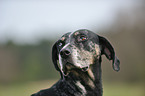 Louisiana Catahoula Leopard Dog Portrait