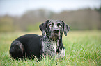 lying Louisiana Catahoula Leopard Dog