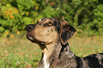 Louisiana Catahoula Leopard Dog Portrait