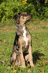 sitting Louisiana Catahoula Leopard Dog