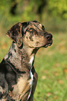 Louisiana Catahoula Leopard Dog Portrait