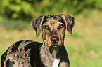 Louisiana Catahoula Leopard Dog Portrait