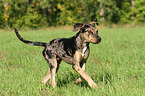 running Louisiana Catahoula Leopard Dog