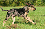 running Louisiana Catahoula Leopard Dog