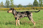 standing Louisiana Catahoula Leopard Dog