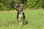 jumping Louisiana Catahoula Leopard Dog