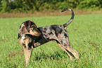 standing Louisiana Catahoula Leopard Dog