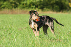 standing Louisiana Catahoula Leopard Dog