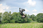 jumping Louisiana Catahoula Leopard Dog