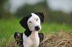 Louisiana Catahoula Leopard Dog