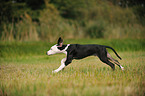 Louisiana Catahoula Leopard Dog