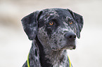 Louisiana Catahoula Leopard Dog Portrait