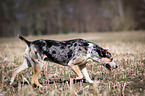 running Louisiana Catahoula Leopard Dog