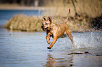 running Louisiana Catahoula Leopard Dog