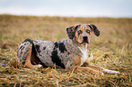 lying Louisiana Catahoula Leopard Dog