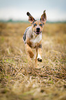 running Louisiana Catahoula Leopard Dog