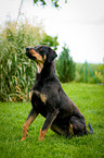 sitting Louisiana Catahoula Leopard Dog