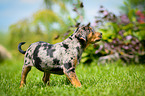 Louisiana Catahoula Leopard Dog Puppy