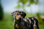 Louisiana Catahoula Leopard Dog Portrait